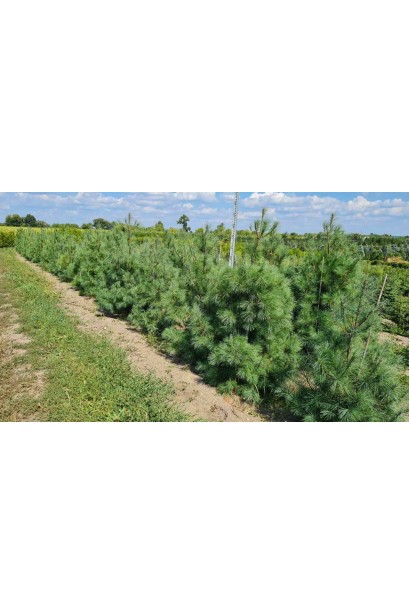 Сосна Веймутова 